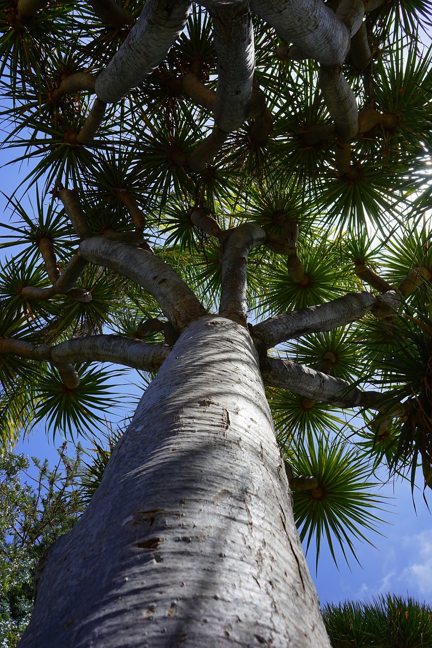 tree canary island dragon tree dracaena draco free photo