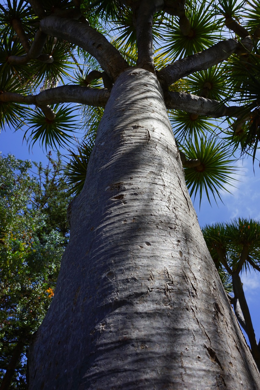 tree canary island dragon tree dracaena draco free photo