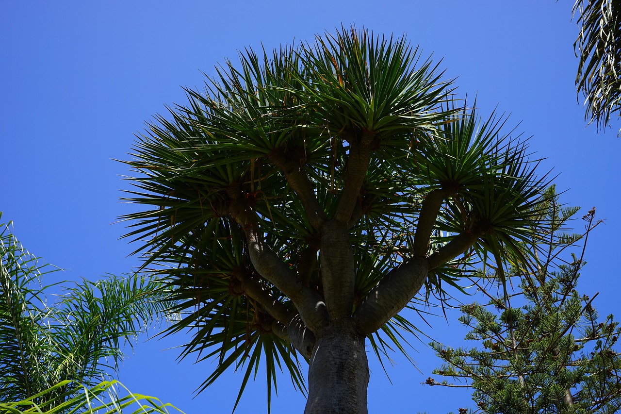 tree canary island dragon tree dracaena draco free photo