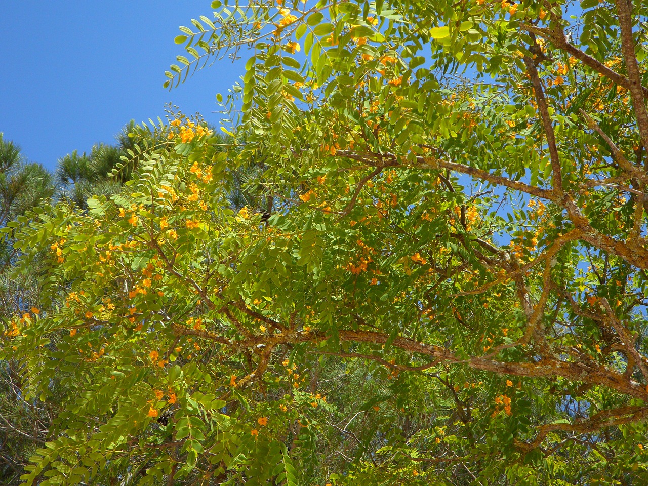 tree blossom bloom free photo