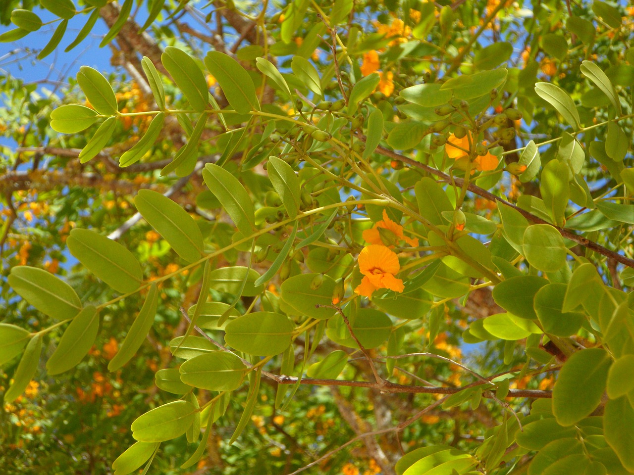 tree branches blossom free photo