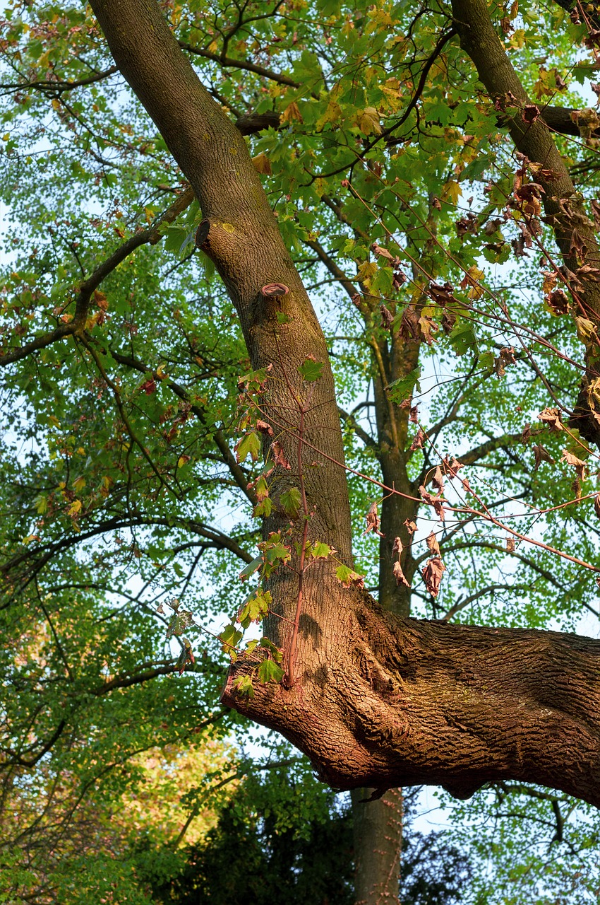 tree  branch  leaves free photo