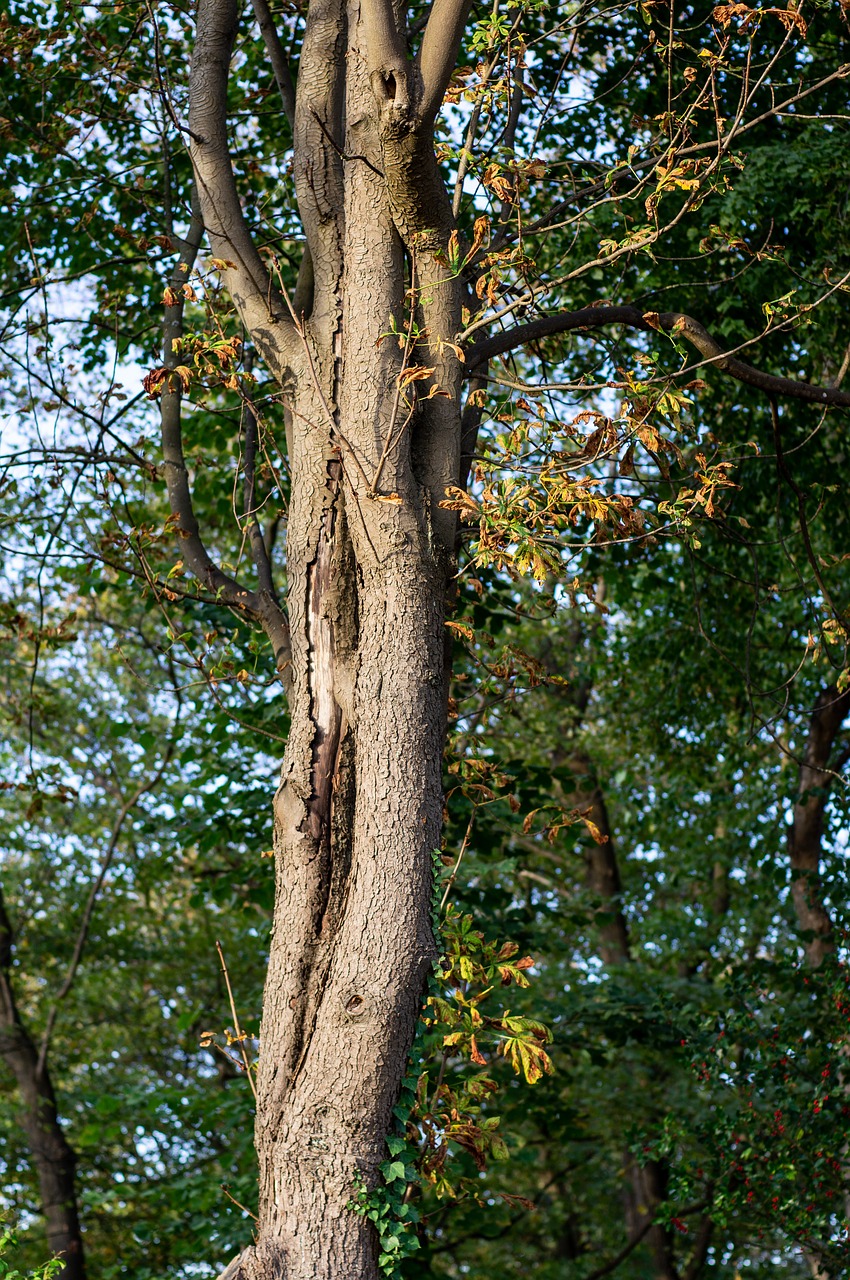 tree  oak  leaves free photo