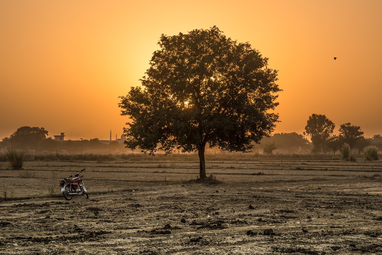 tree  sunset  golden hour free photo