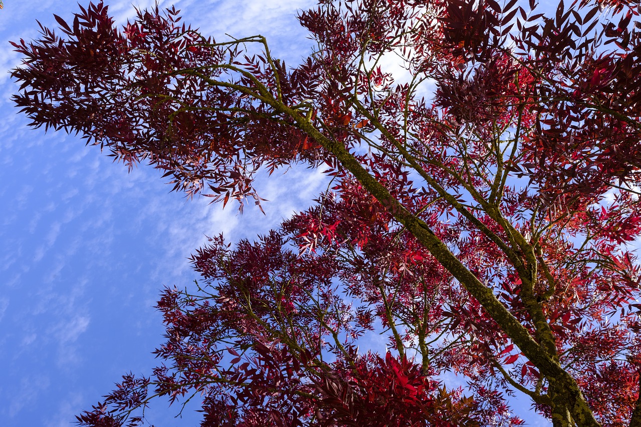 tree  leaves  branch free photo