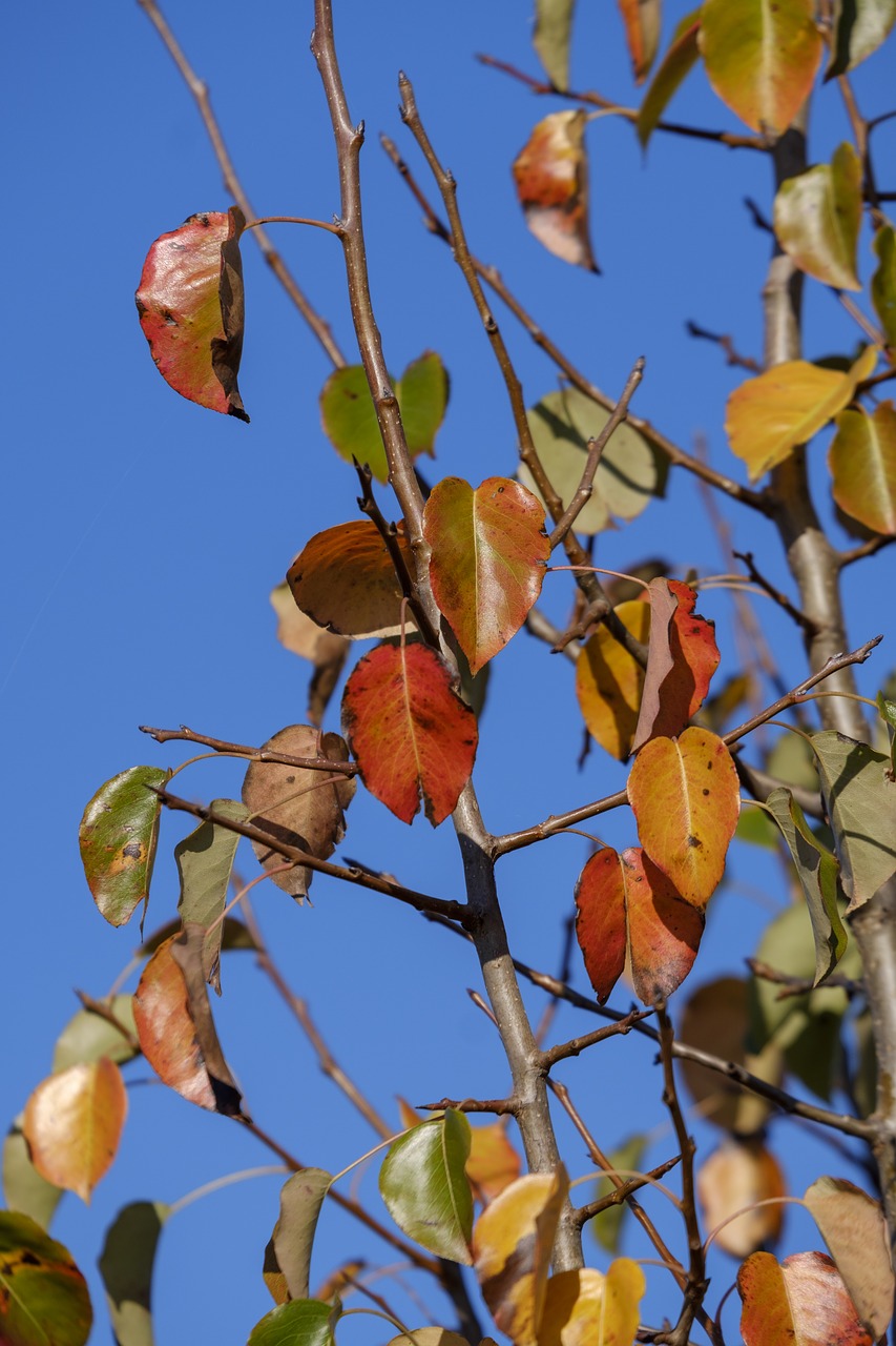 tree  leaves  branch free photo