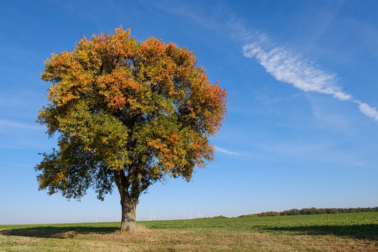 tree  autumn  leaves free photo