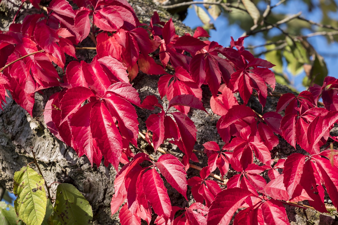 tree  leaves  branch free photo