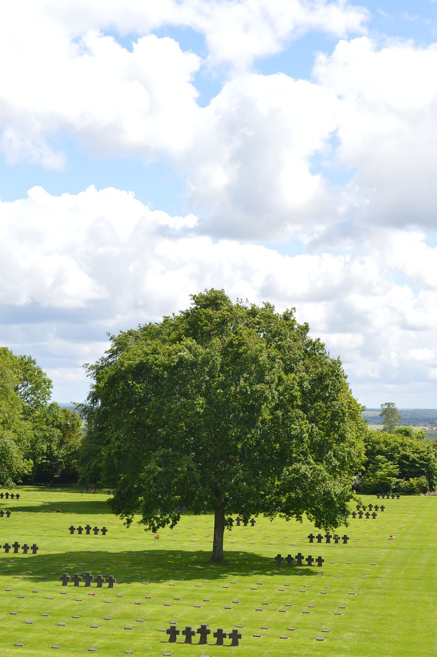 tree cemetery normandy free photo