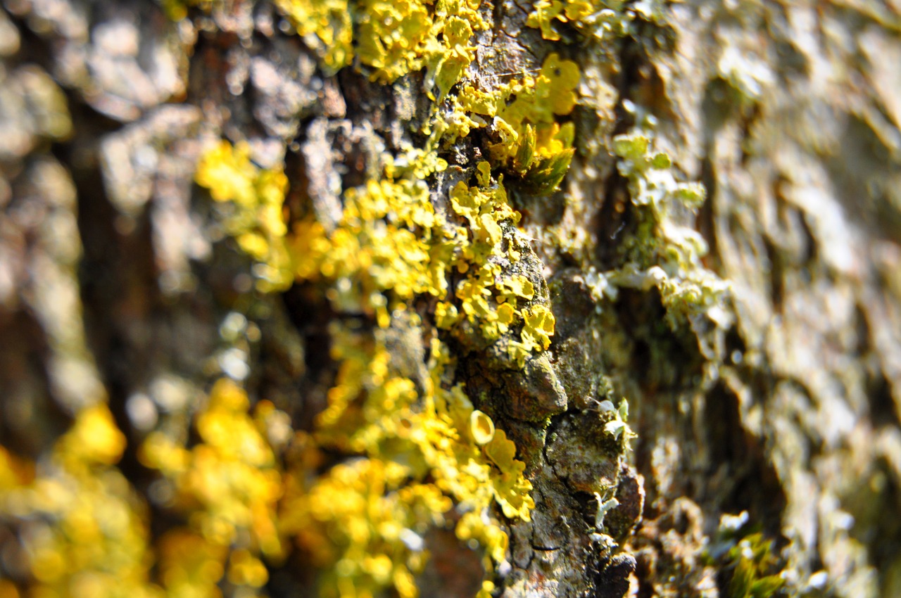 tree  bark  green free photo