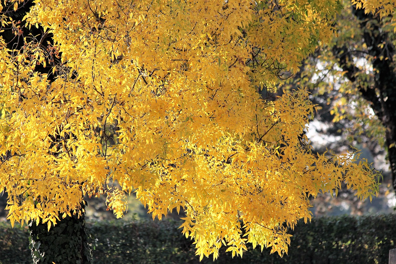 tree  yellow leaves  branches free photo