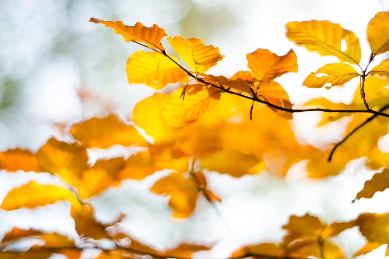 tree  foliage  autumn free photo