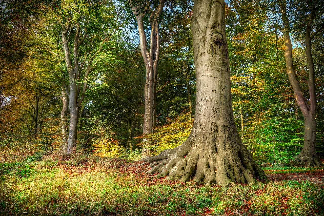 tree  root  beech free photo