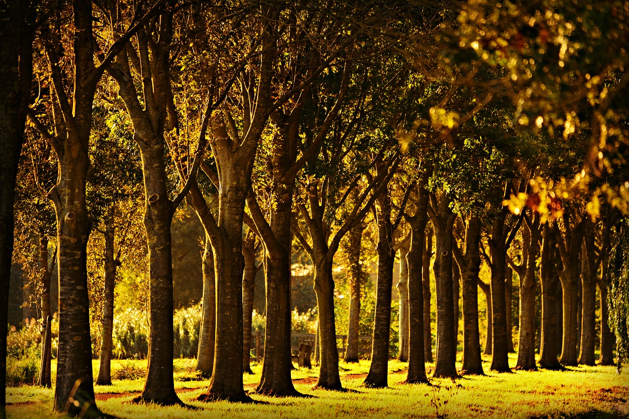 tree  row  lane free photo