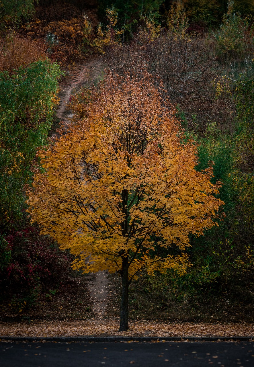 tree  autumn  leaves free photo