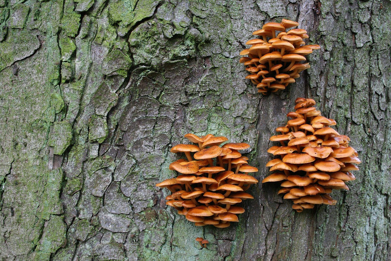 tree  agaric  nature free photo