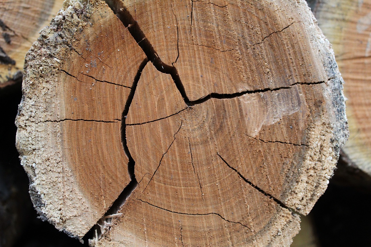 tree  log  wood free photo