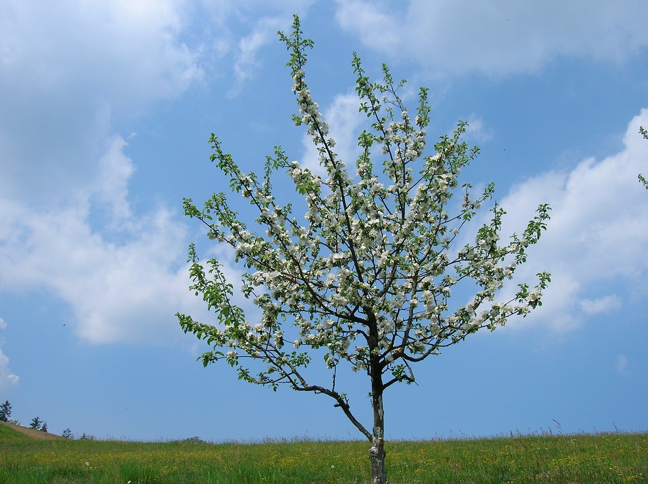 tree blue sky free photo