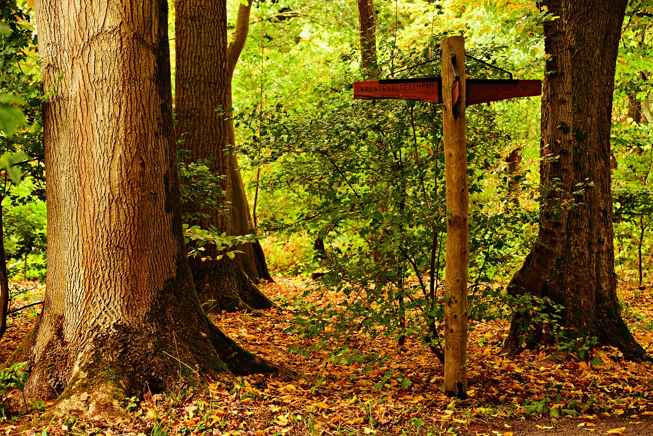 tree  forest  leaves free photo