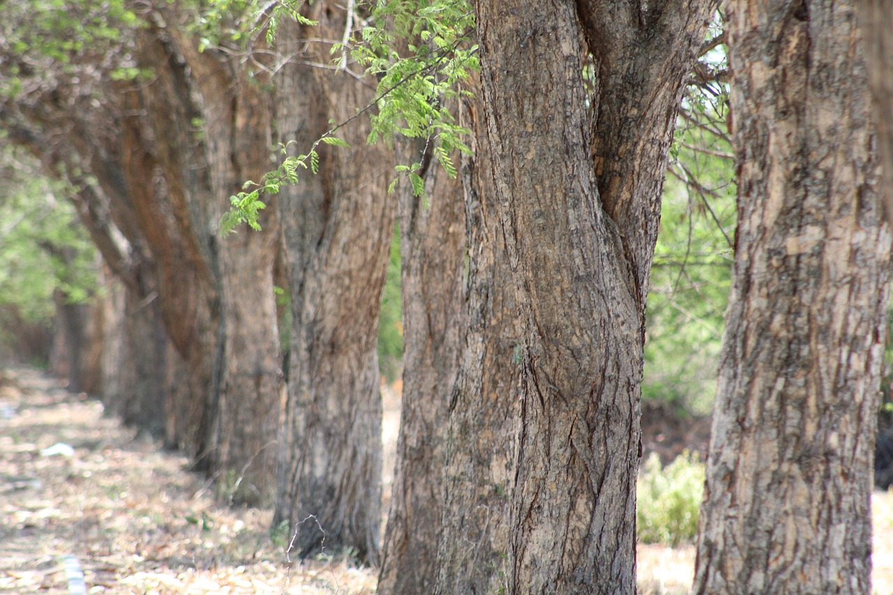 tree  nature  landscape free photo