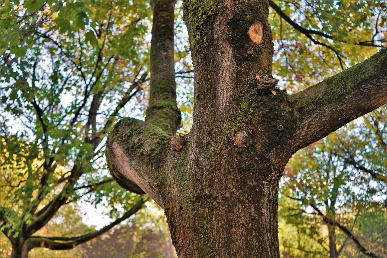 tree  case  autumn free photo