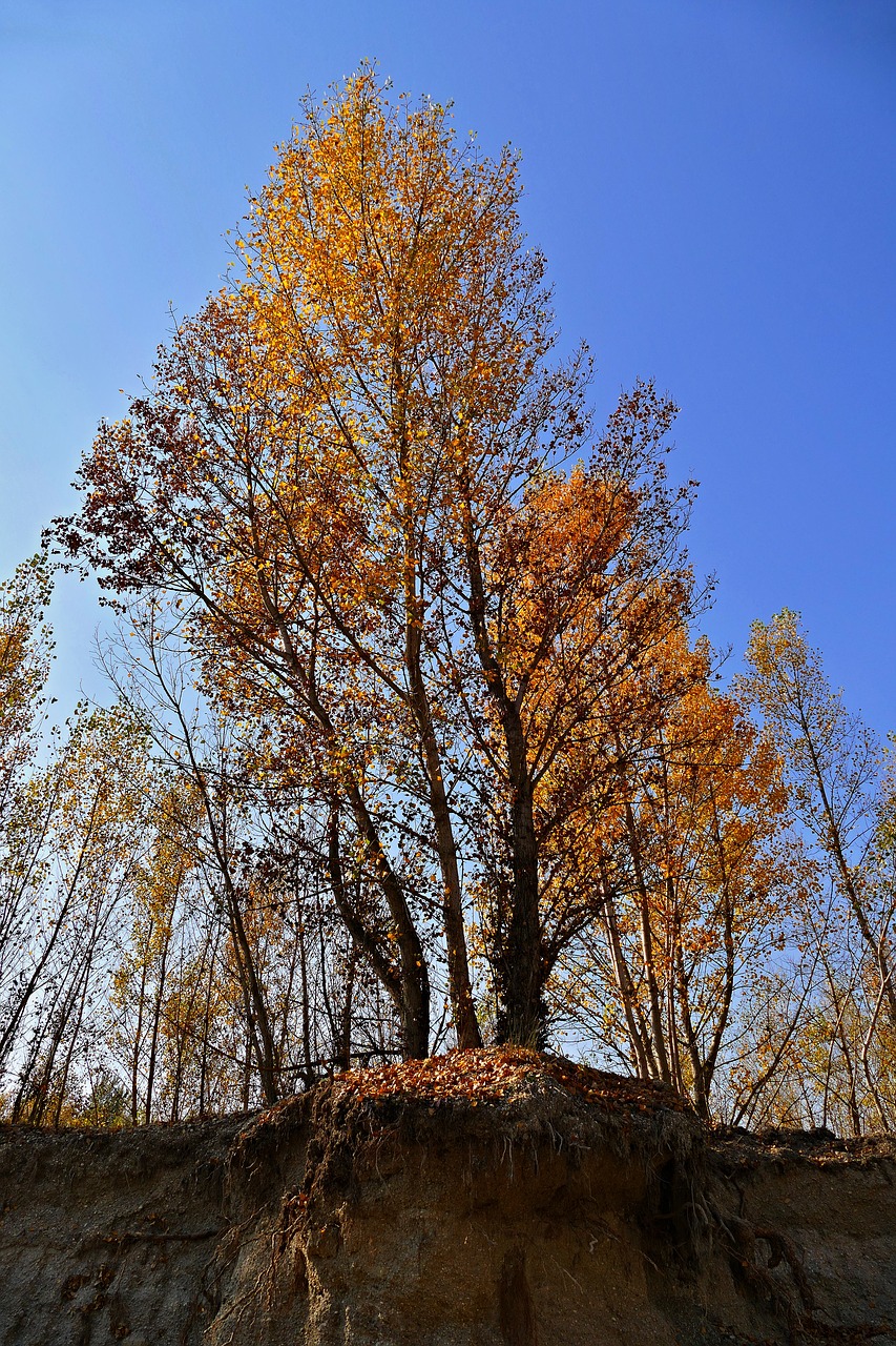 tree  poplar  reef free photo