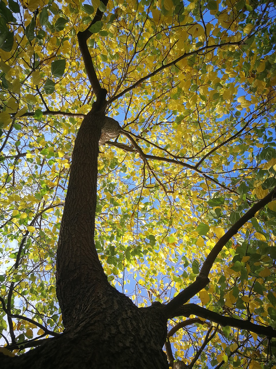 tree  autumn  color free photo