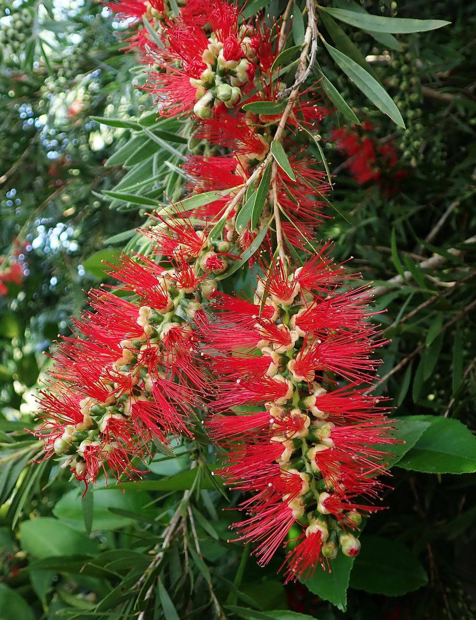 tree  bottlebrush  australian free photo