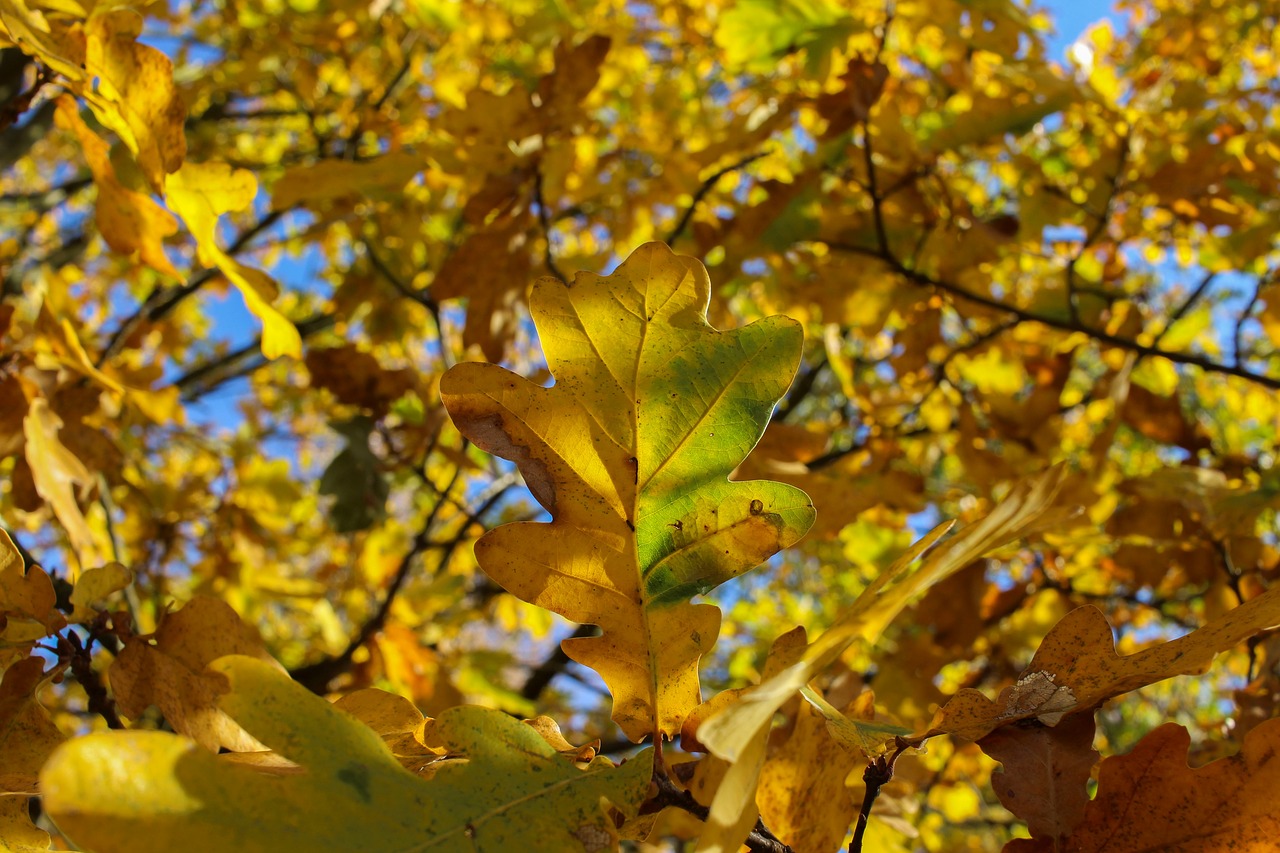 tree  leaf  yellow free photo