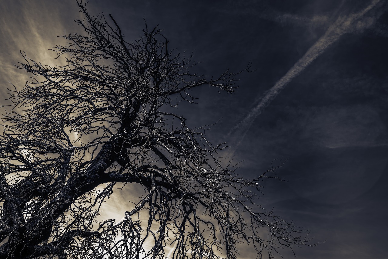 tree  night  branches free photo