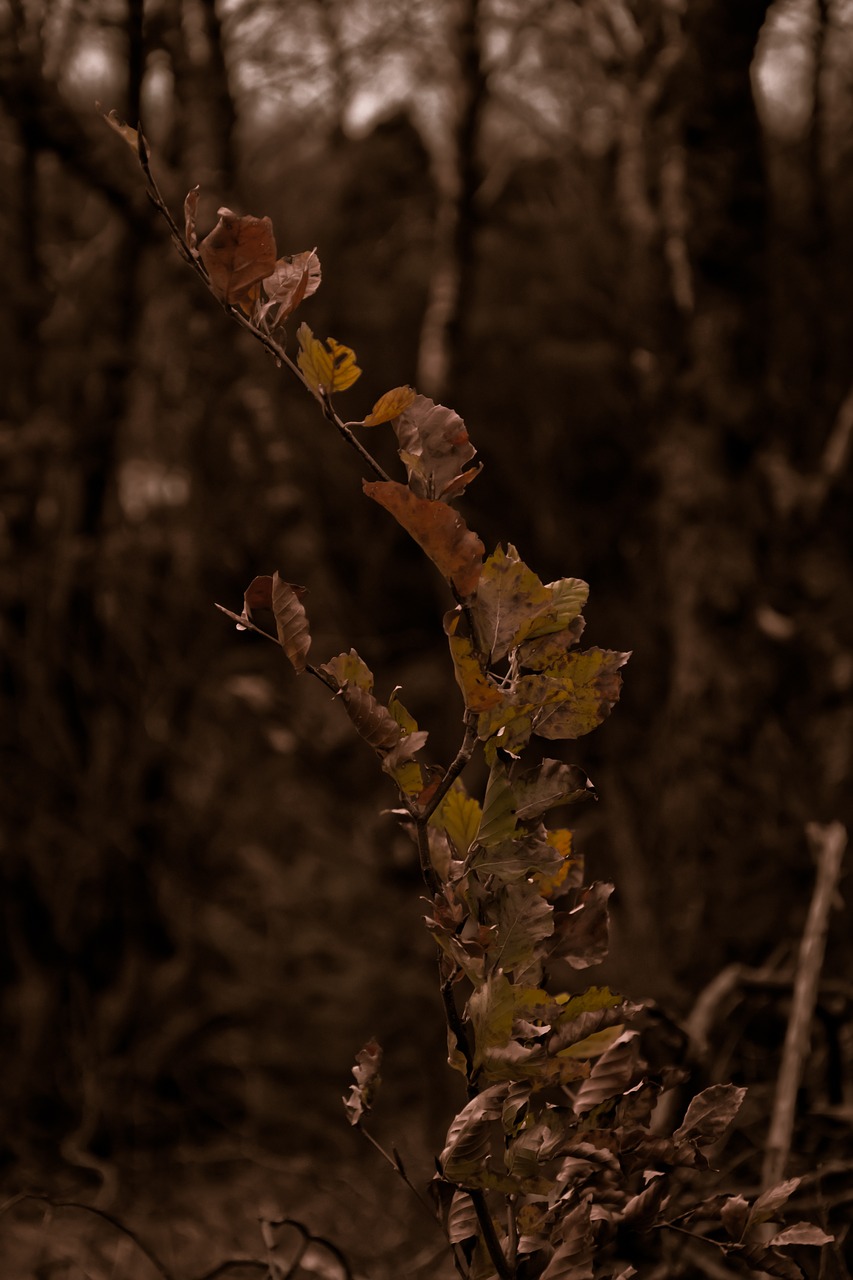 tree  old  vintage free photo