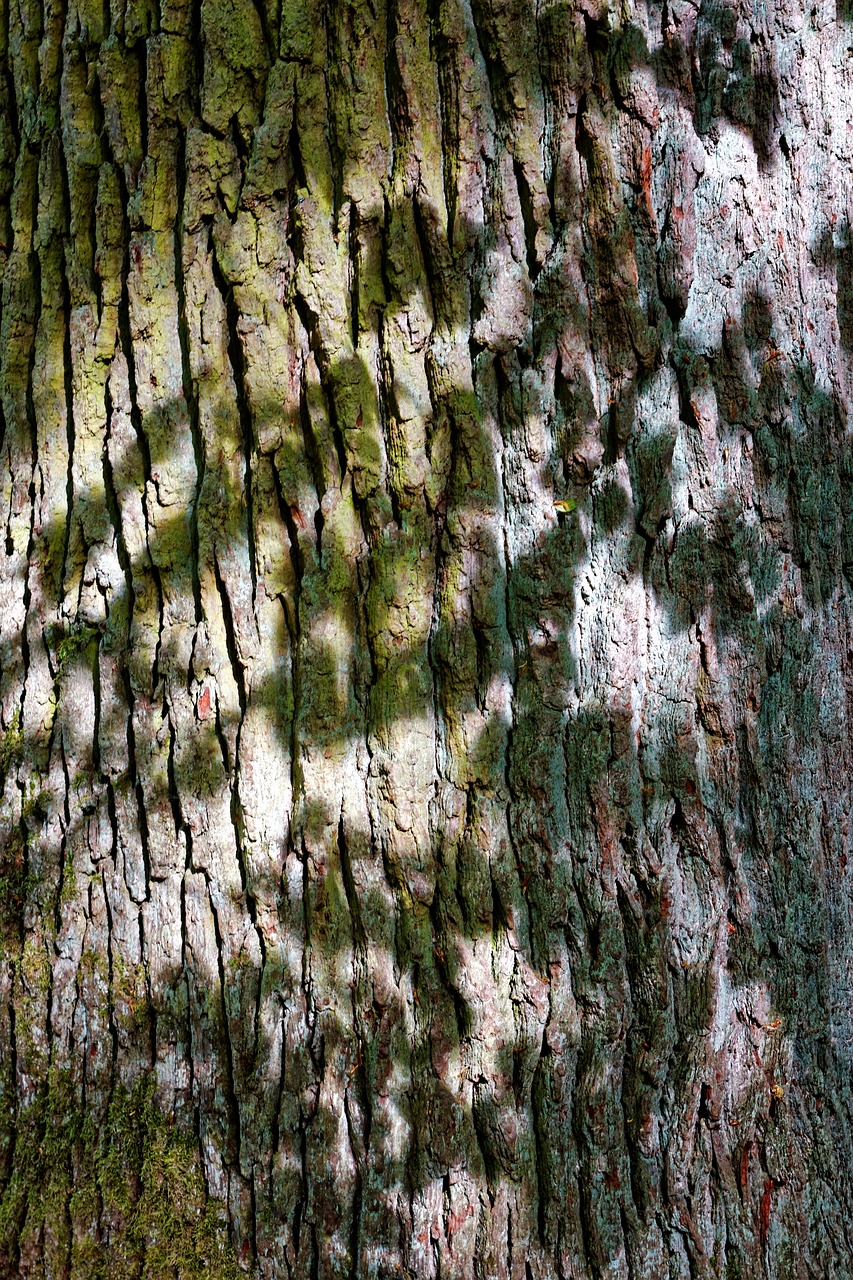 tree  tree bark  nature free photo