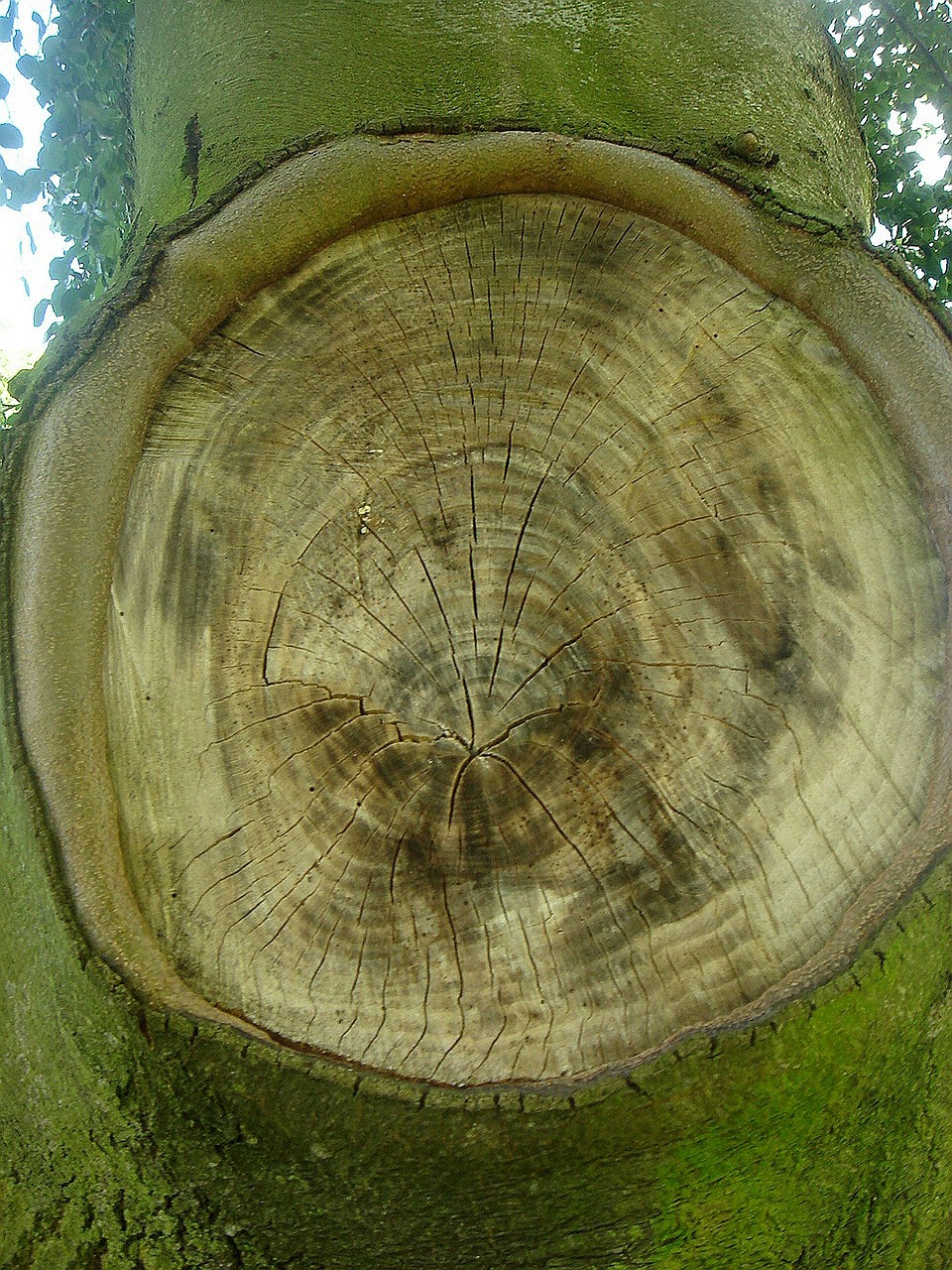 tree circle loss free photo