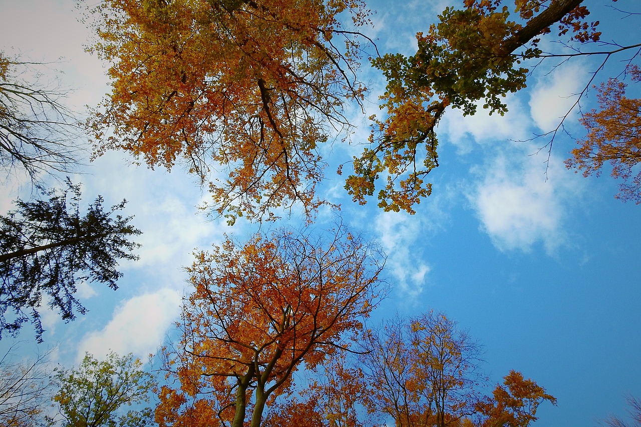 tree  sky  landscape free photo