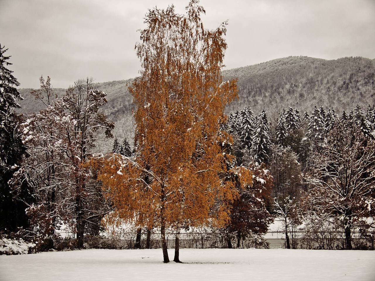 tree snow winter free photo