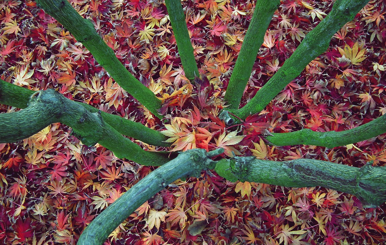 tree  clone  foliage free photo