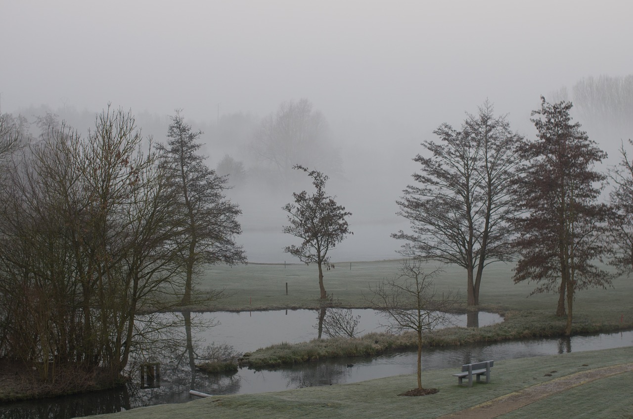 tree  fog  landscape free photo