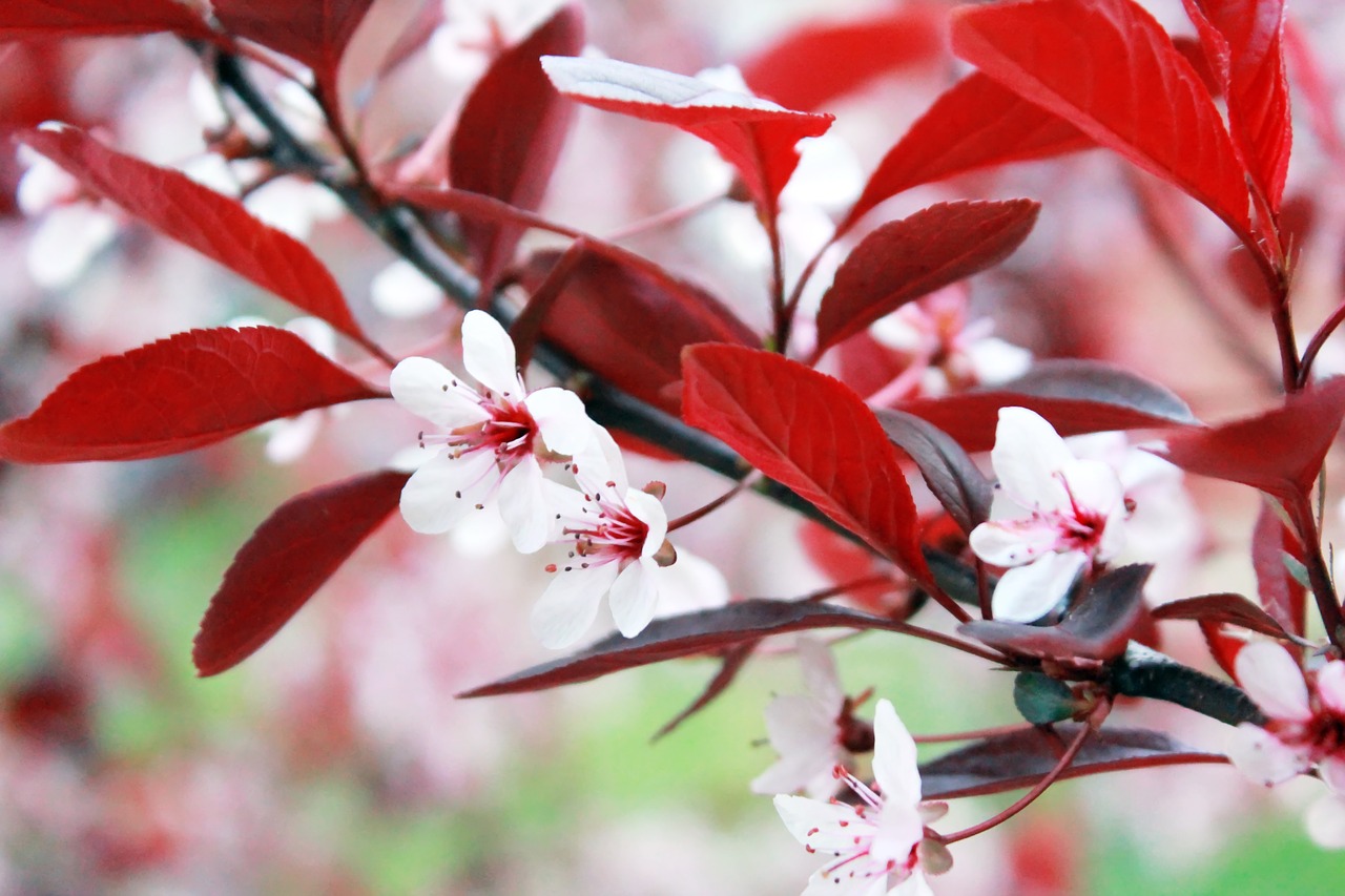 tree  red  japanese free photo