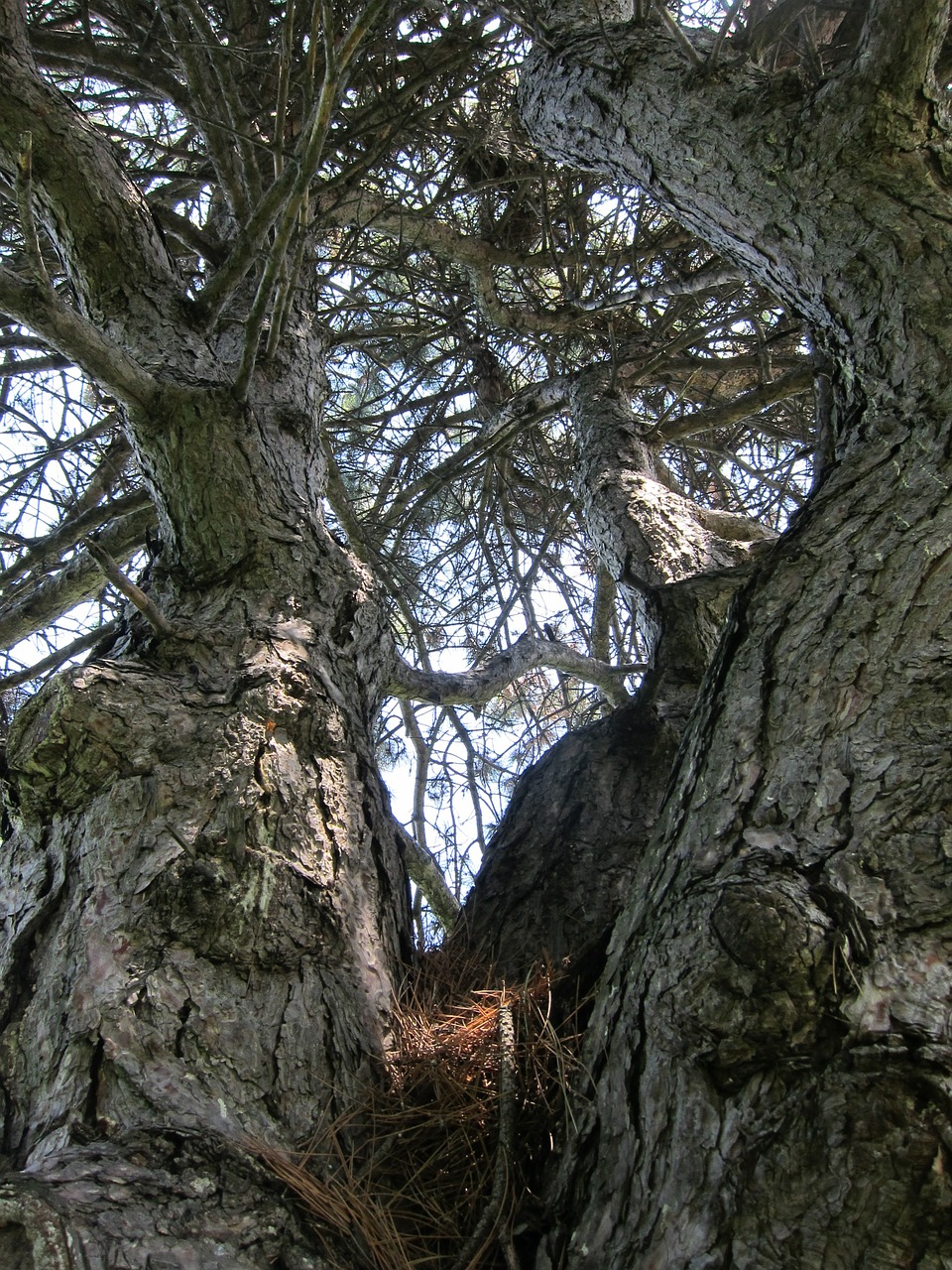 tree pine branches free photo