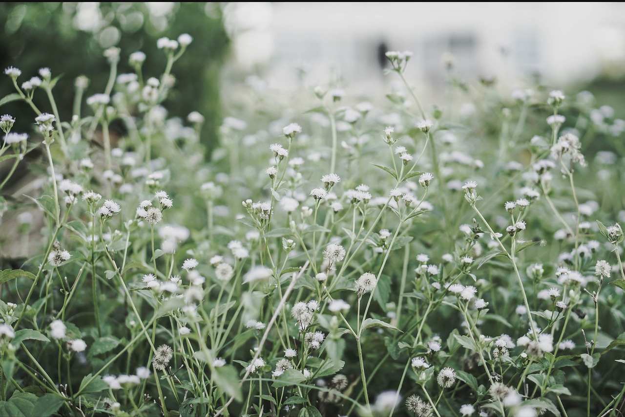 tree  flowers  meadow free photo