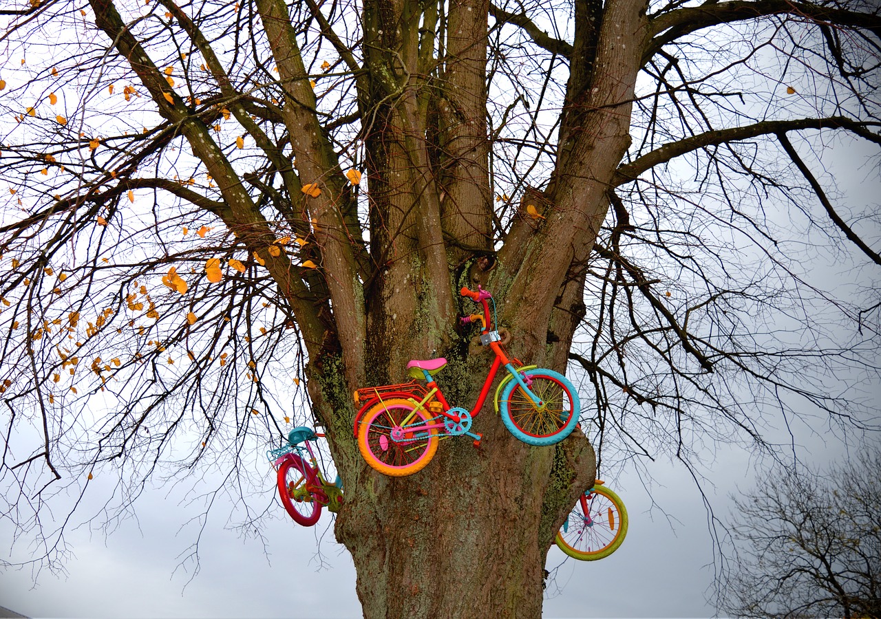 tree  bicycles  colorful free photo