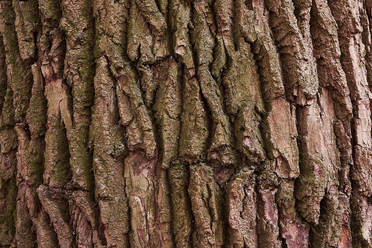 tree  bark  nature free photo