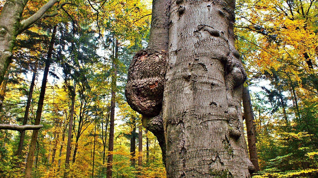 tree  tree trunk  tumor free photo