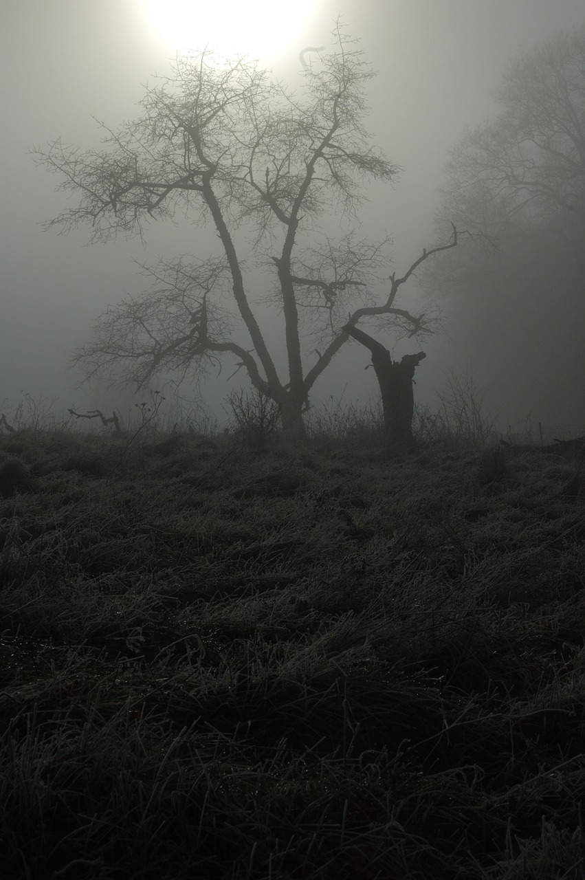 tree spooky nightmare free photo