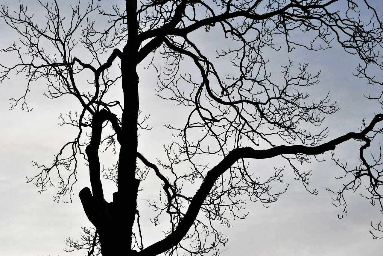 tree italy sky free photo