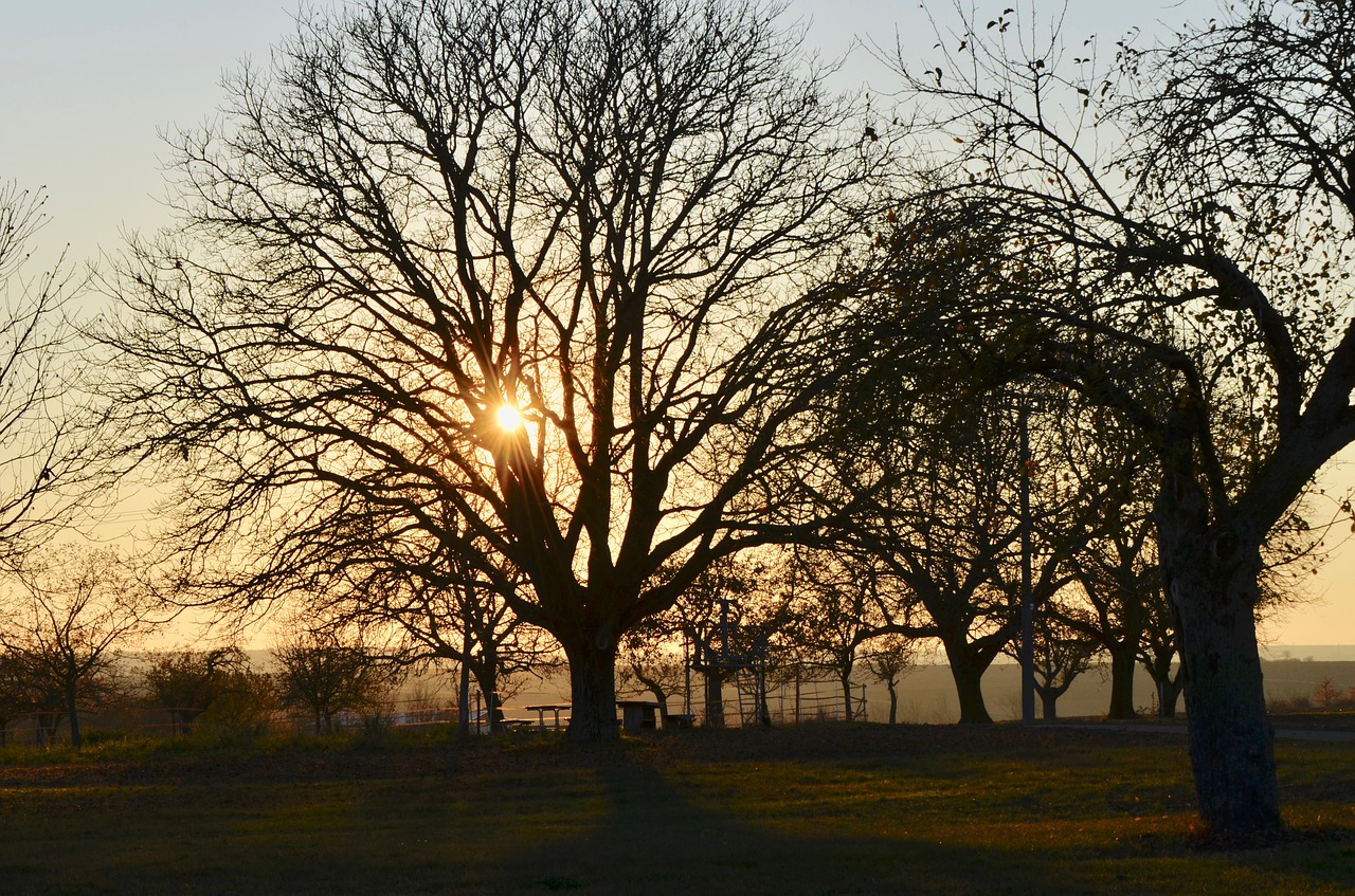 tree  landscape  nature free photo