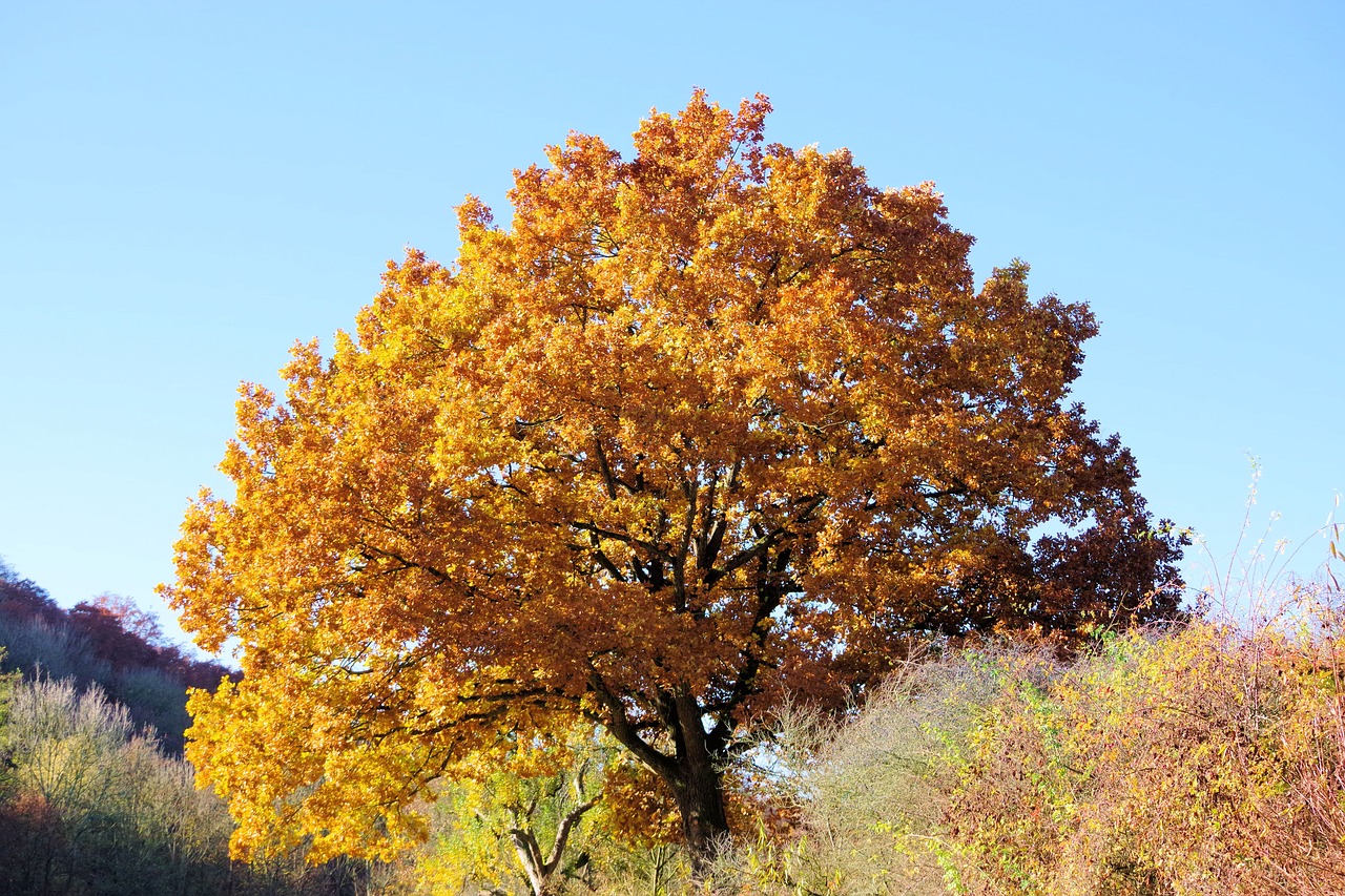 tree  autumn  nature free photo