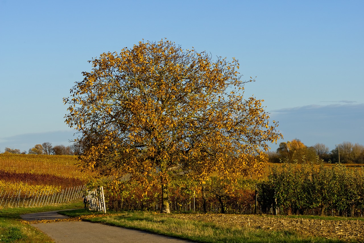 tree  autumn  colorful free photo