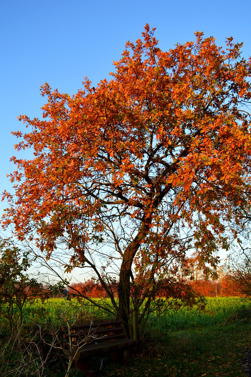 tree  autumn colours  bank free photo