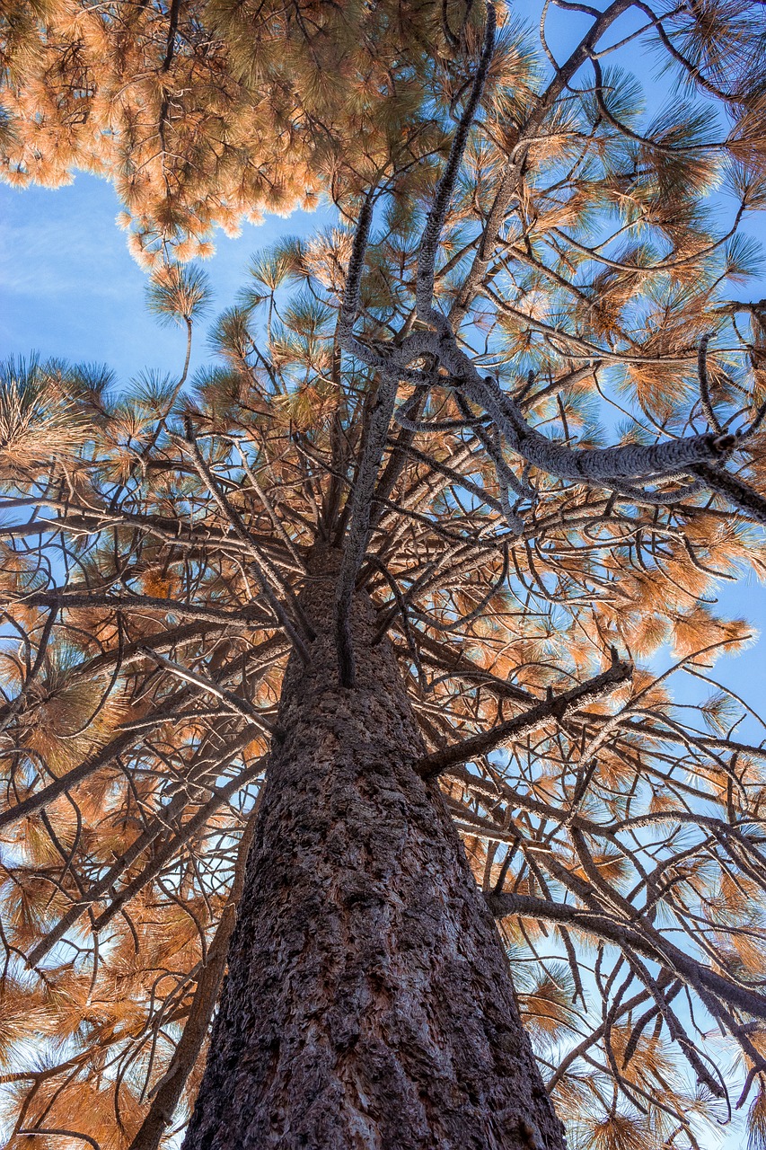 tree  orange  fall free photo